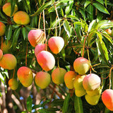 Mango Australia